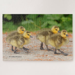 Quebra-cabeça Cuteness on Parade: Canada Goose Goslings