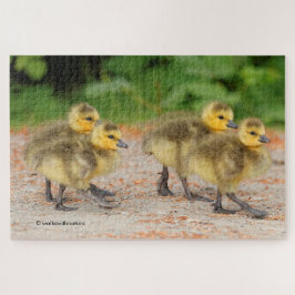Quebra-cabeça Cuteness on Parade: Goslings do Canadá