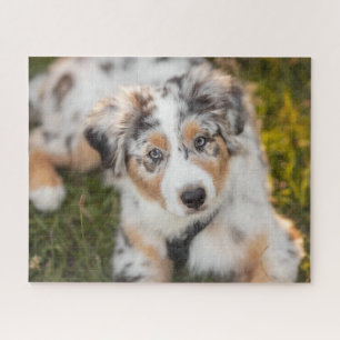 Quebra-cabeça Cutest Baby Animals Australian Shepherd Puppy