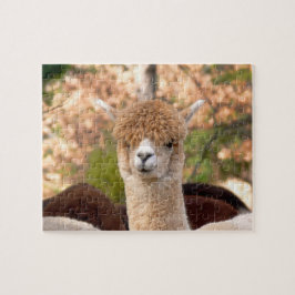 Quebra-cabeça da alpaca com caixa de presente