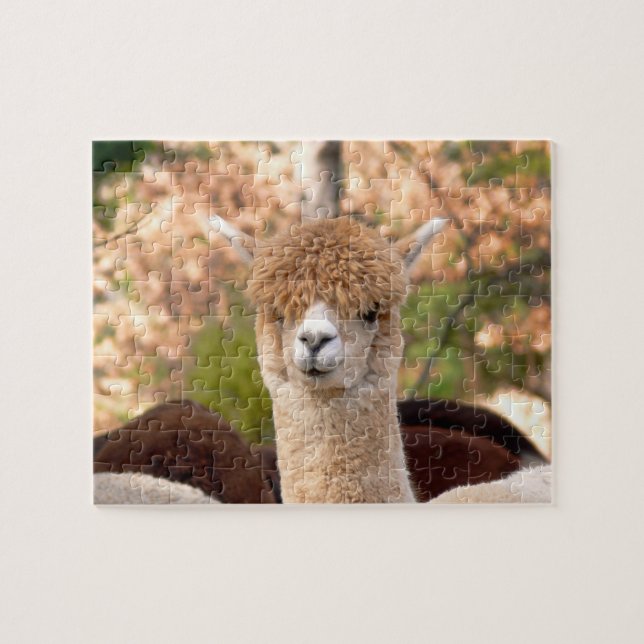 Quebra-cabeça da alpaca com caixa de presente (Horizontal)