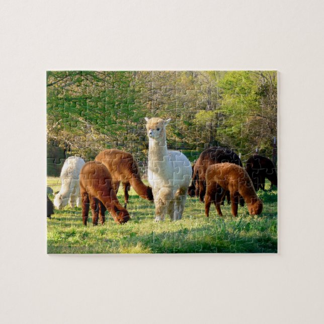 Quebra-cabeça da alpaca com caixa de presente (Horizontal)