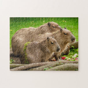 Quebra-cabeça da foto de família do Capybara