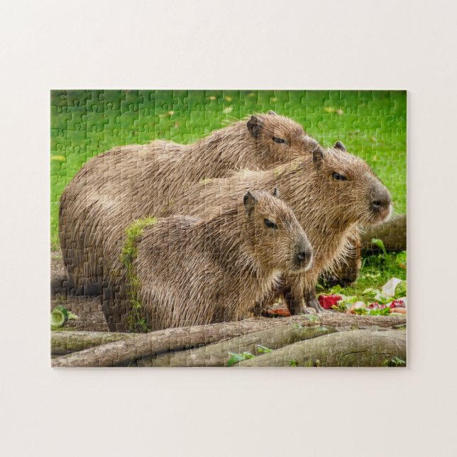 Quebra-cabeça da foto de família do Capybara (Horizontal)