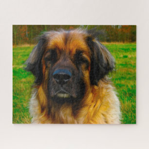 Quebra-cabeça da raça de cães Leonberger.