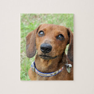 Quebra-cabeça Dachshund