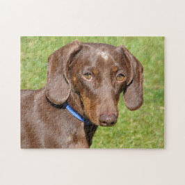 Quebra-cabeça Dachshund