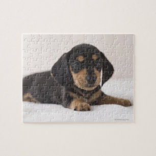 Quebra-cabeça Dachshund diminuto