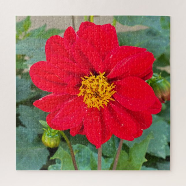 Quebra-cabeça Dahlia Bright Red (Vertical)