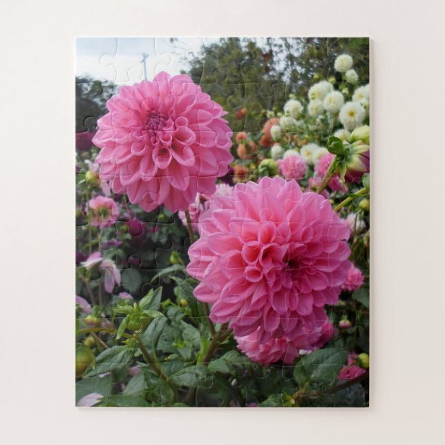 Quebra-cabeça Dahlias Rosa (Vertical)