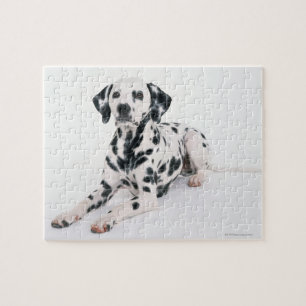 Quebra-cabeça Dalmatian 4