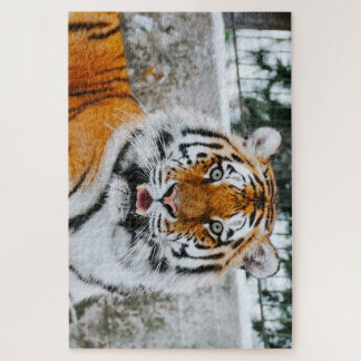 Quebra-cabeça de 1000 Pedaços Cute Tigre Jigsaw