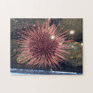 Quebra-cabeça de 252 partes de Urchin do Mar Branc
