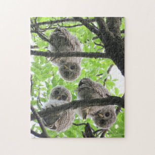 Quebra-cabeça de 3 Owlets