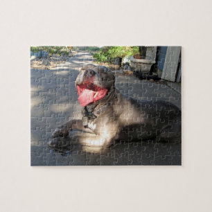 Quebra-cabeça de Beijo de Cachorro Pitbull