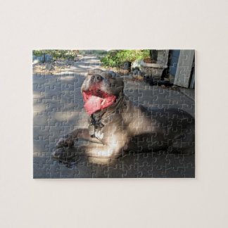 Quebra-cabeça de Beijo de Cachorro Pitbull