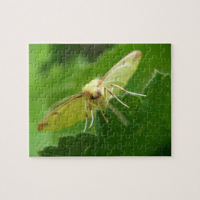 Quebra-cabeça de Brimstone Moth (Horizontal)
