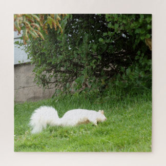 Quebra-cabeça de Esquilo Albino