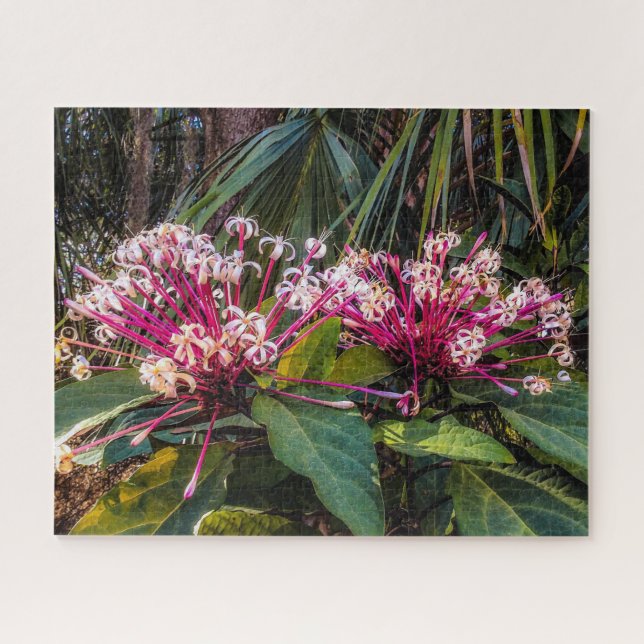 Quebra-cabeça de Flores de Fora de Foco Clerodendr (Horizontal)