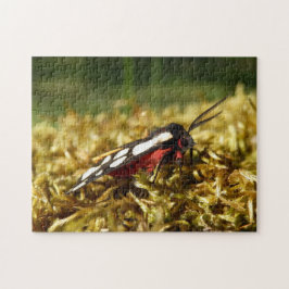 Quebra-cabeça de Foto Tiger Moth com Cream-spot co