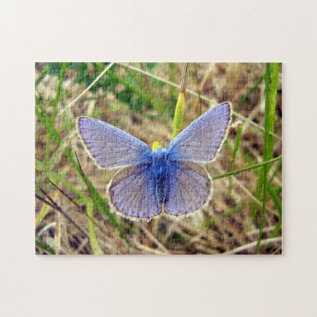 Quebra-cabeça de Fotografia de Borboleta Azul Comu (Horizontal)