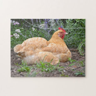 Quebra-cabeça de Frango do Dia Preguiçoso
