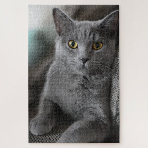 quebra-cabeça de gato