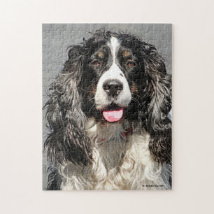 Quebra-cabeça de Jigsaw Springer Spaniel Dog