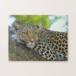 Quebra-cabeça de Jogo de Leopardo