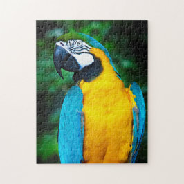 Quebra-cabeça de Macaw Azul e Dourado