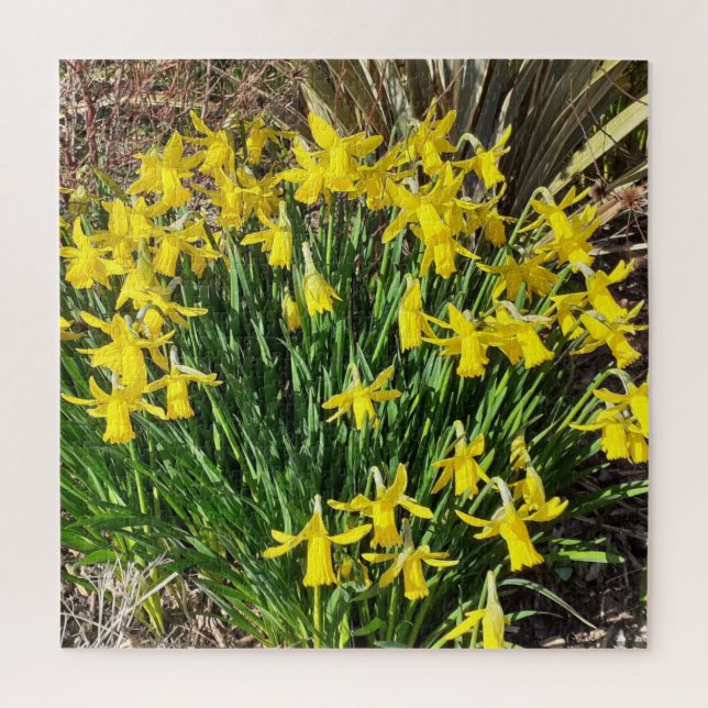 Quebra-cabeça de Narcisos Amarelos da Primavera (Vertical)