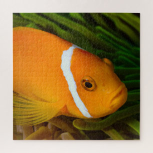 Quebra-cabeça de Palhaço de Peixe