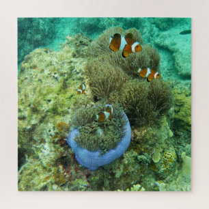 Quebra-cabeça de Palhaço Fishes Jigsee