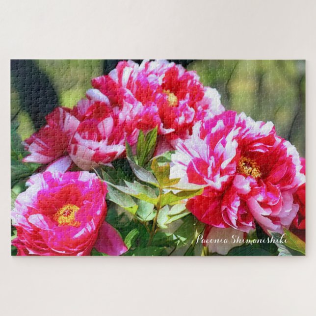 Quebra-cabeça de peônia [flor] (Horizontal)