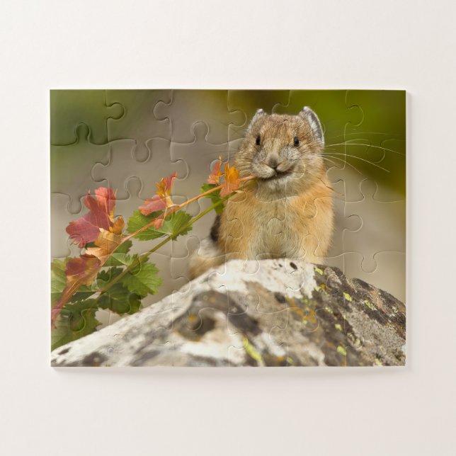 Quebra-cabeça de pika americana (Horizontal)