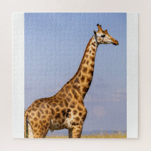 Quebra-cabeça de quebra-cabeça Giraffe