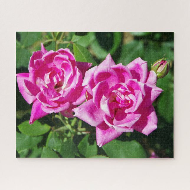 Quebra-cabeça de serra-gigante de duas rosas rosa (Horizontal)
