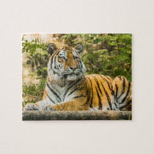 Quebra-cabeça de Tigre
