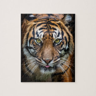 quebra-cabeça de tigre Bengala