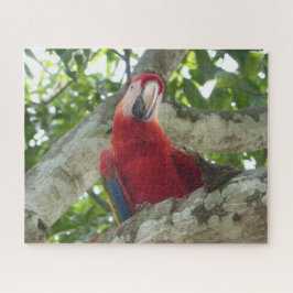 Quebra-cabeça de vida selvagem: Papagaio Vermelho 