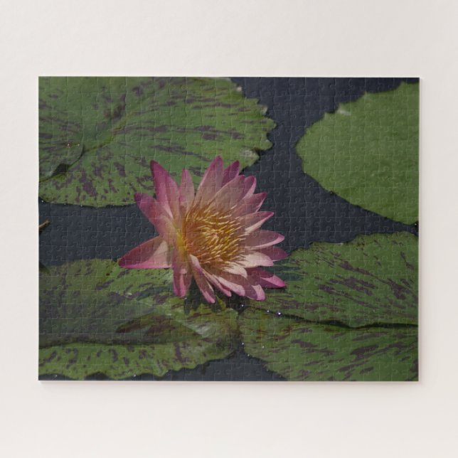 Quebra-cabeça de Waterlily Jigsera Rosa (Horizontal)