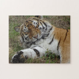 Quebra-cabeça de Zoológico: Bela Tigre