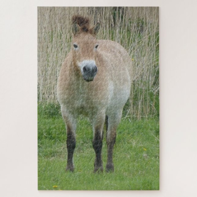Quebra-cabeça de Zoológico: Cute Przewalski Horse (Vertical)