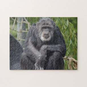 Quebra-cabeça desalinhado do chimpanzé