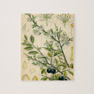Quebra-cabeça Desenho floral da ameixoeira-brava botânica antig