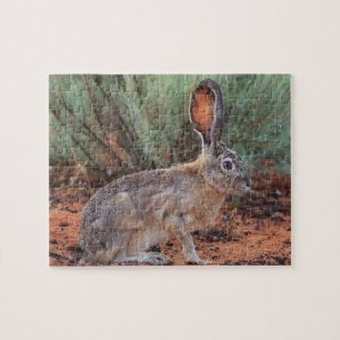 Quebra-cabeça Desert Jackrabbit