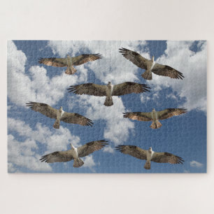 Quebra-cabeça Desfile de Osprey no céu  