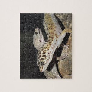Quebra-cabeça Design do geco do leopardo para tudo!