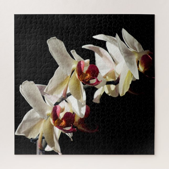 Quebra-cabeça Destaques Florais das Orquídeas Brancas de Phalaen (Vertical)