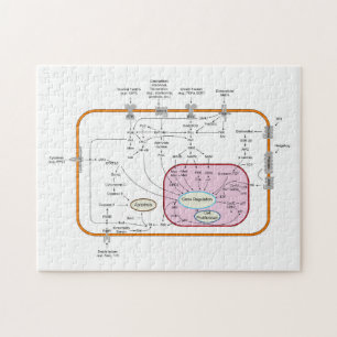 Quebra-cabeça Diagrama das vias de transdução do sinal do gene c